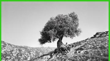 박노해 팔레스타인 사진전 : 올리브나무의 꿈